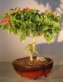 Bougainvillea Bonsai Tree For Sale #1 - Flowering Vine (pink pixie)