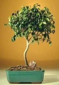 Ficus Oriental Bonsai Tree For Sale - Large (Ficus Orientalis)