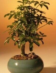Hawaiian Umbrella Bonsai Tree For Sale - Small (arboricola schefflera 'luseanne')