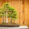 Bald Cypress Bonsai Tree