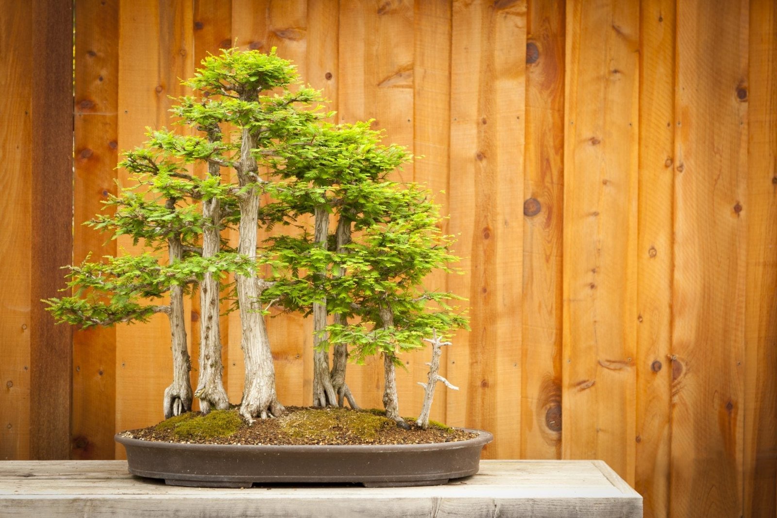 Bald Cypress Bonsai Tree Care Guide (Taxodium distichum) | Bonsai Tree Gardener Bald Cypress Bonsai Tree Care Guide (Taxodium distichum) | Bonsai Tree Gardener