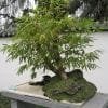Bamboo Bonsai Tree