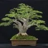 Black Olive Bonsai Tree