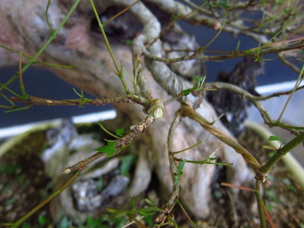 Bonsai Tree Branch Pruning
