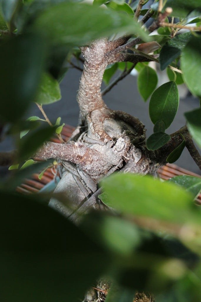 Bonsai Tree Bud Pruning