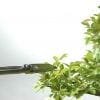 Bonsai Tree Leaf Pruning