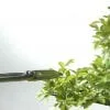 Bonsai Tree Leaf Pruning