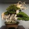 Bonsai Longevity