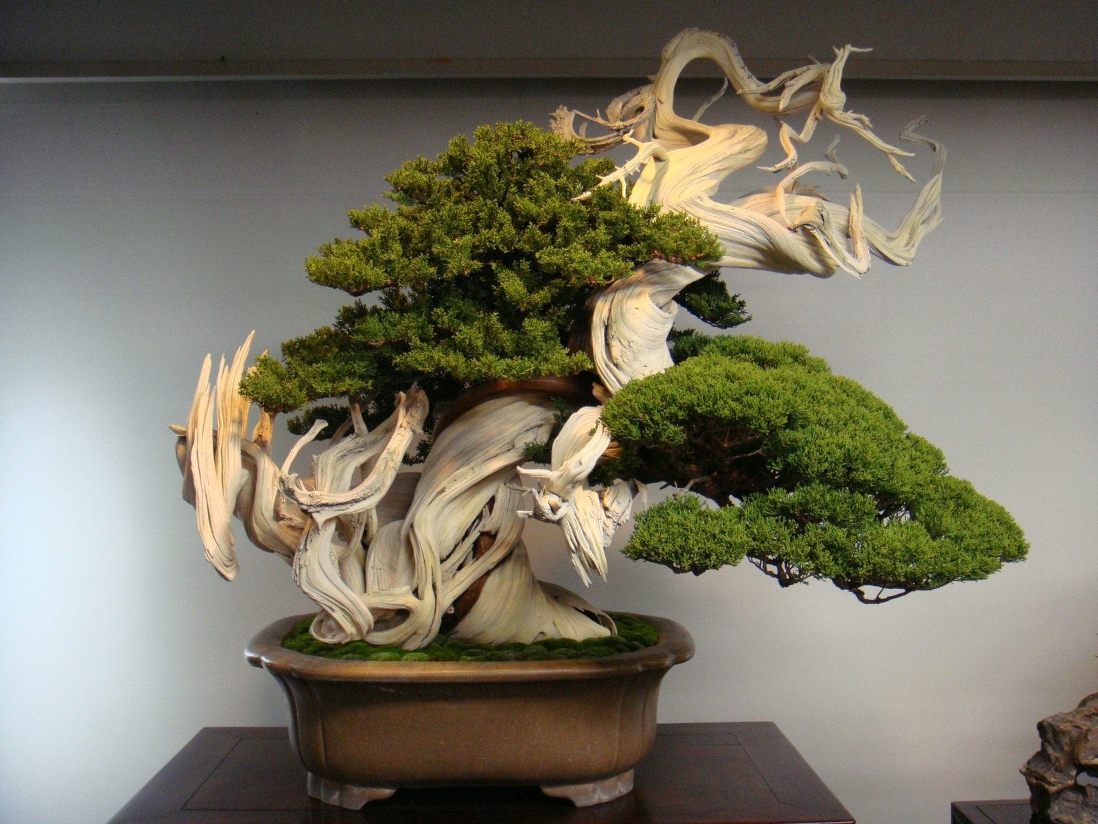 Bonsai Longevity: Life Expectancy Of The Bonsai Tree - Bonsai Tree Gardener