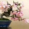 Bonsai Symbolism