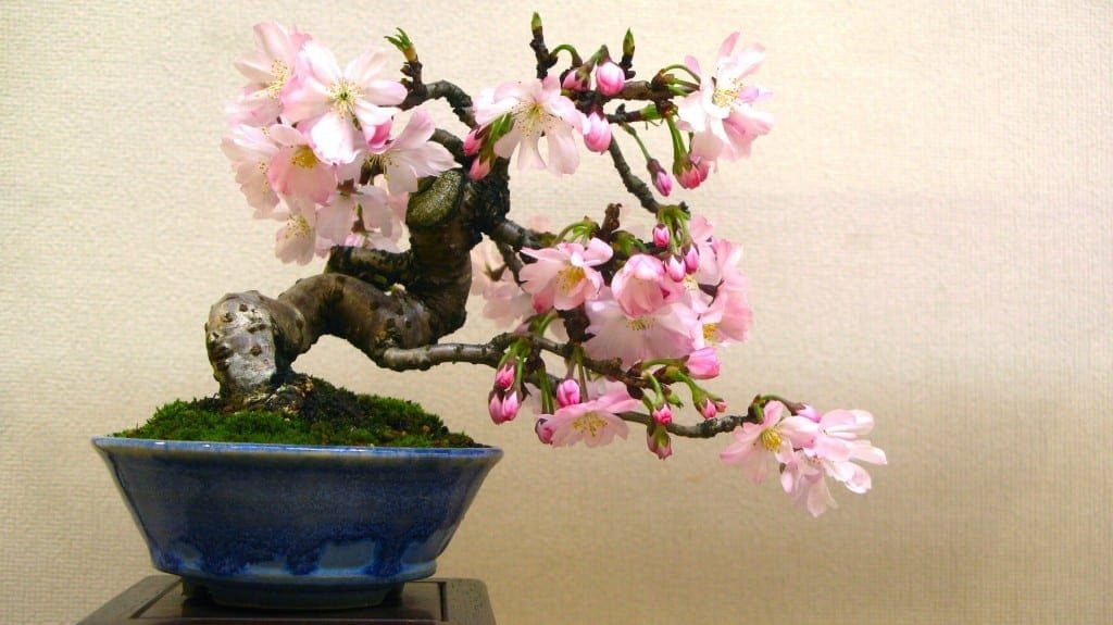 What Does Bonsai Mean And Symbolize Bonsai Tree Gardener - 