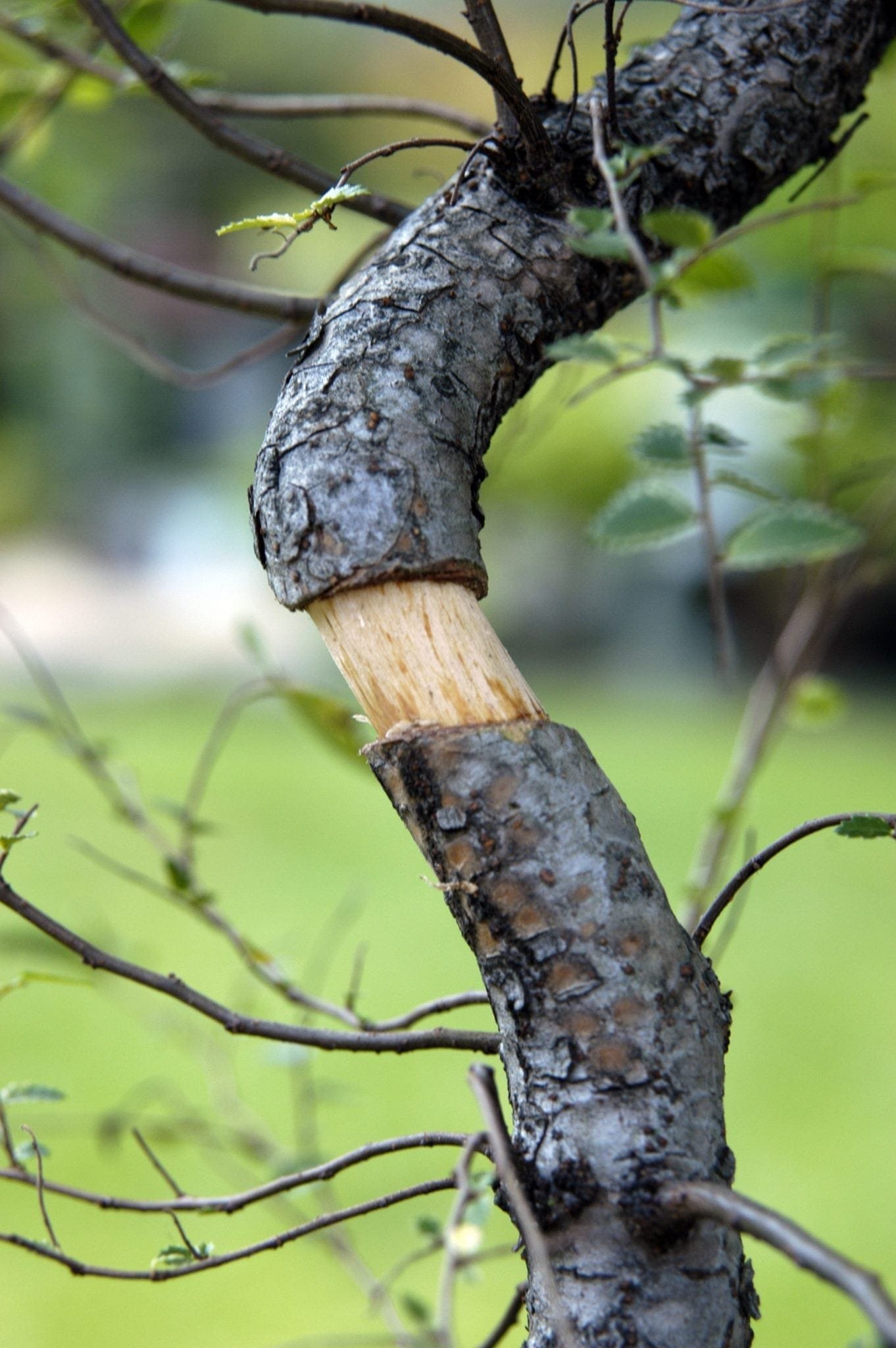 ficus stekken