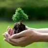 Bonsai Tree Care