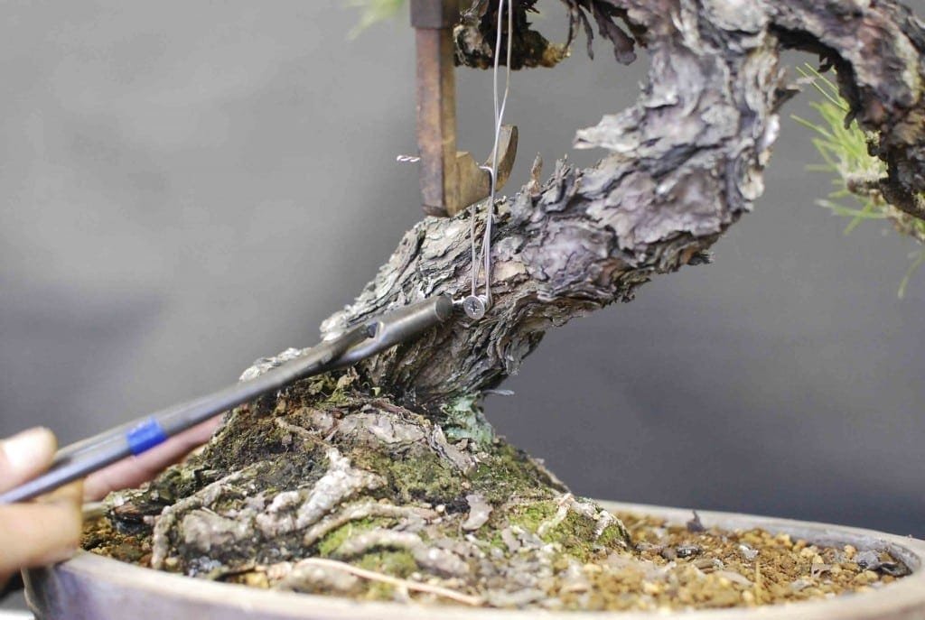 Bonsai Tree Clamping