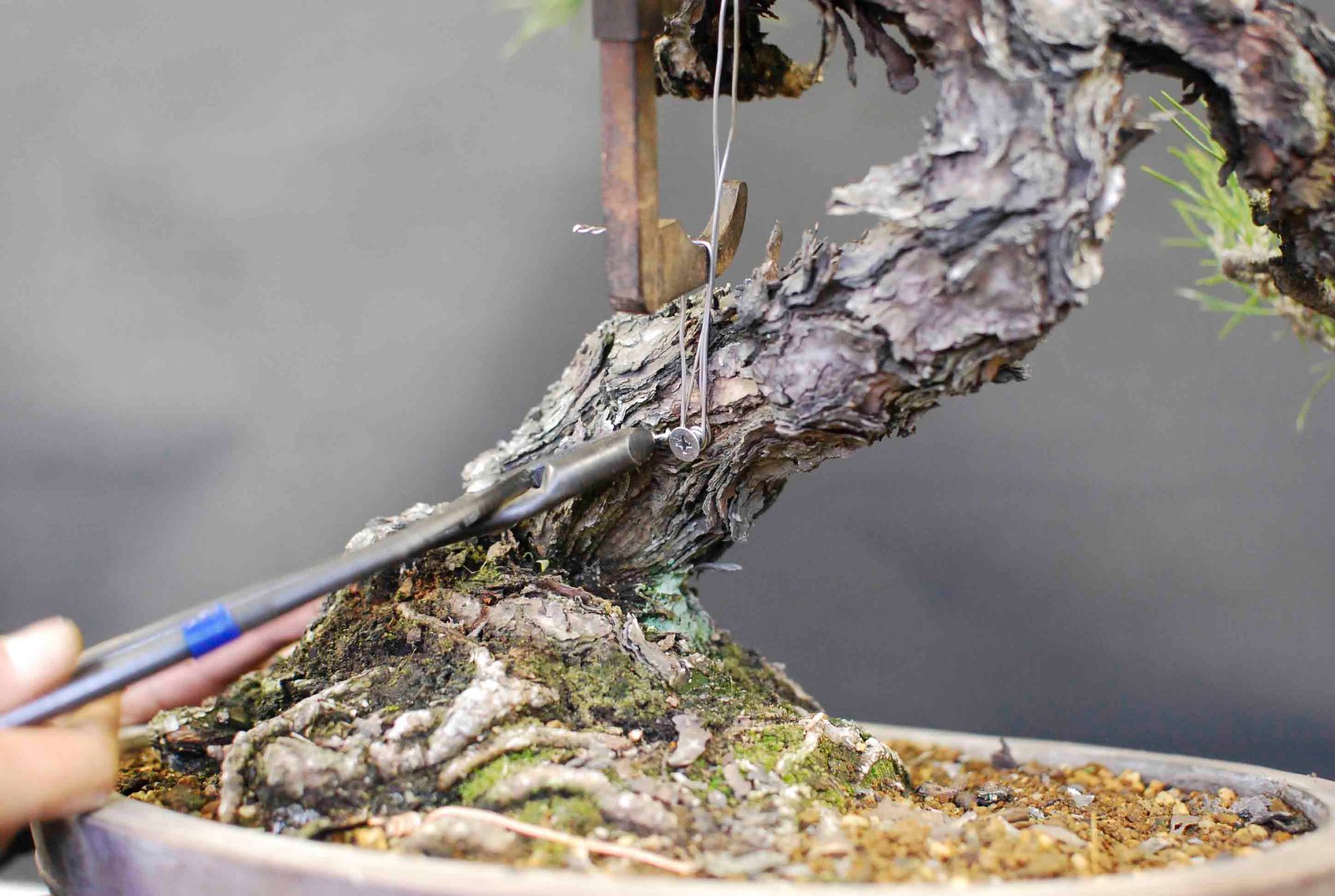 Bonsai Tree Clamping