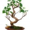 Bonsai Tree Cuttings