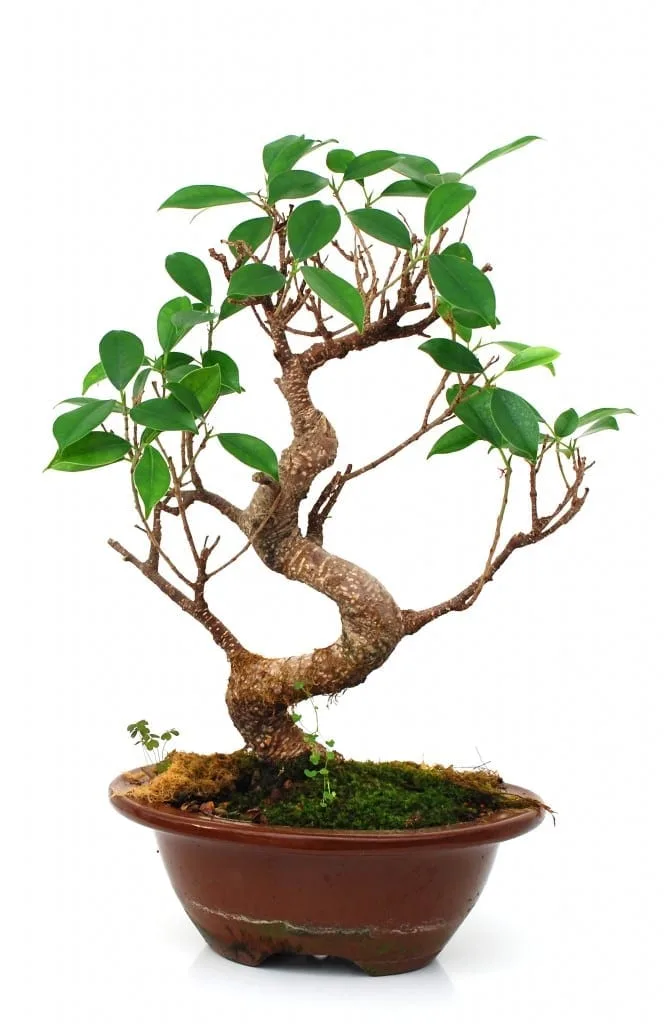 prym taschengriffe bambus Bambusgriffe mit Karabinerringen – Nitiknitti Shop main image 0