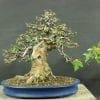 Bonsai Tree Defoliation