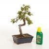 Bonsai Tree Feeding & Fertilizers