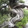 Bonsai Tree Grafting