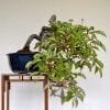Bonsai Tree Harvesting Wild Plants