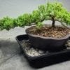 Bonsai Tree Humidity Drip Trays