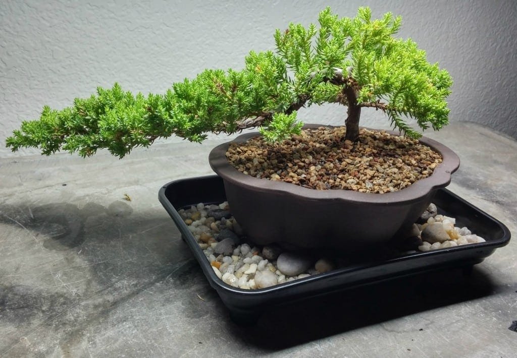 Bonsai Tree Humidity Drip Trays