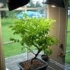Bonsai Tree Indoor Grow Lights & Bulbs