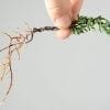 Bonsai Tree Pests & Diseases