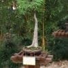 Bonsai Tree Positiong & Location