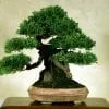 Bonsai Tree Size Classification