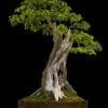 Broadleaf Bonsai Tree