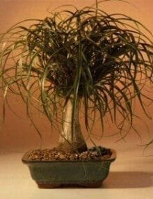 Ponytail Palm Bonsai Tree For Sale - Large (Beaucamea Recurvata)
