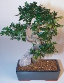 Chinese Elm Bonsai Tree For Sale - Extra Large Curved Trunk Style (Ulmus Parvifolia)