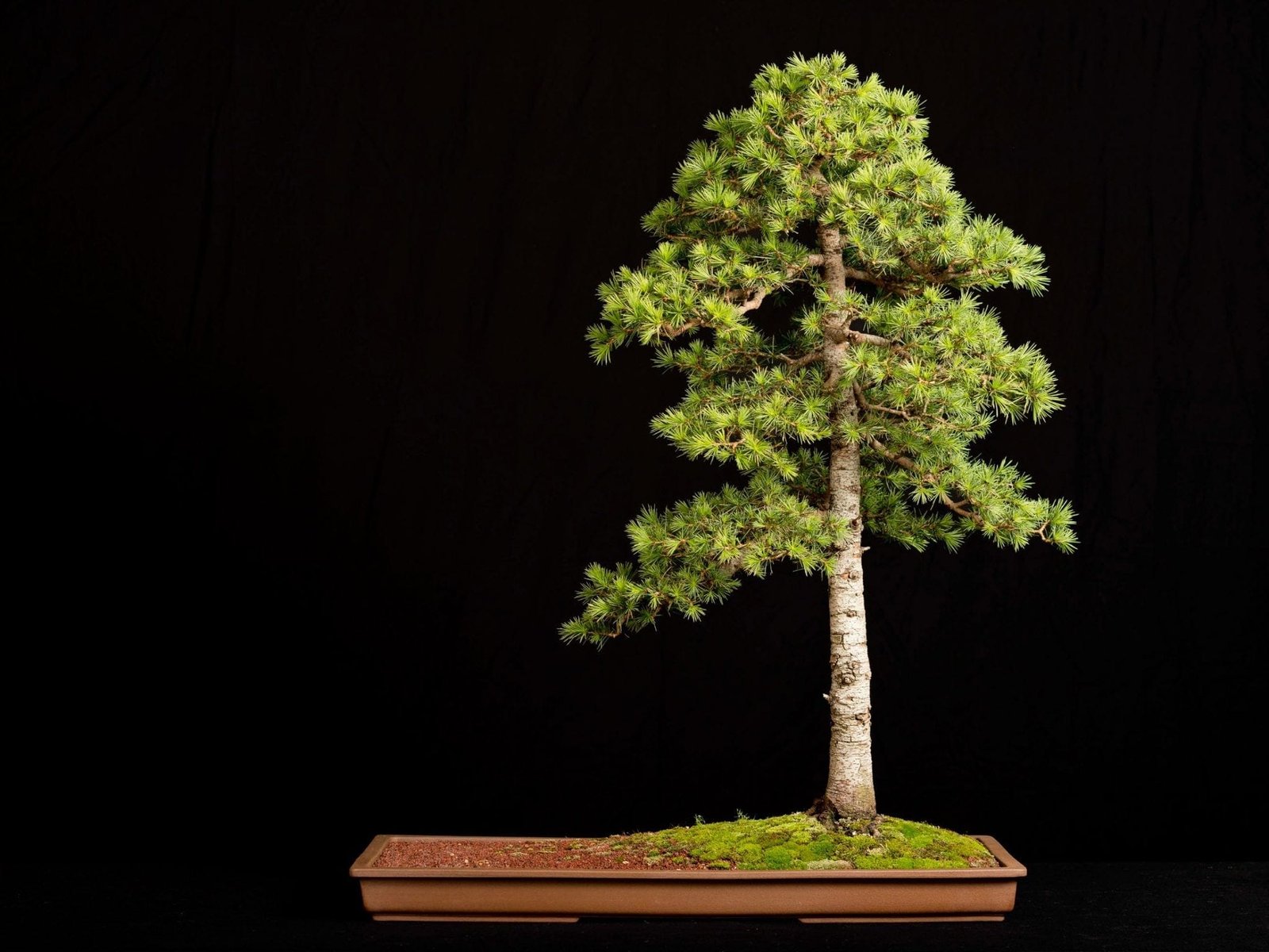 How to care for a Japanese cedar bonsai tree