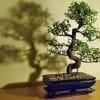 Chinese Elm Bonsai Tree