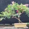 Crepe Myrtle Bonsai Tree