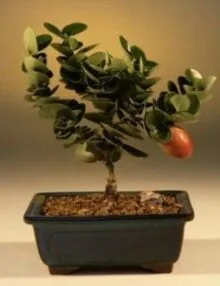 Flowering Dwarf Plum Bonsai Tree For Sale - Small (carissa macrocarpa)