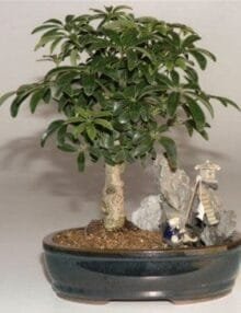Hawaiian Umbrella Bonsai Tree For Sale Stone Landscape Scene (Arboricola Schefflera 'Luseanne')