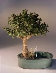 Baby Jade Bonsai Tree For Sale Water/Land Container - Medium (Portulacaria Afra)