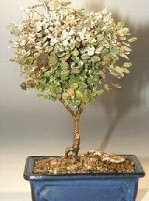 Snowbush Bonsai Tree For Sale (breynia disticha)