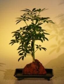 Hawaiian Umbrella Bonsai Tree For Sale - Small - Gold - In Lava Rock (arboricola schefflera 'luseanne' variegata)