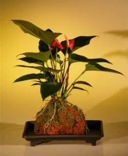 live hanging plants Live Autumn Fern Basket – Compact Shade Plant for Home & Patio