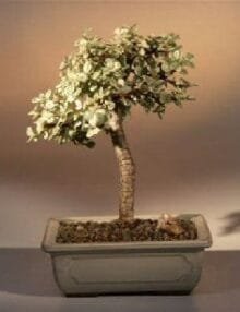 Baby Jade Medium Bonsai Tree For Sale - Variegated (portulacaria afra variegata)