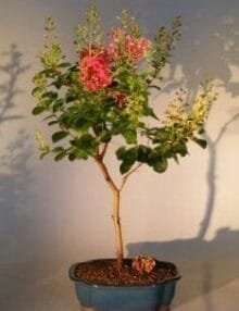 Flowering Crape Myrtle Tonto Bonsai Tree For Sale - Large (lagerstroemia indica)