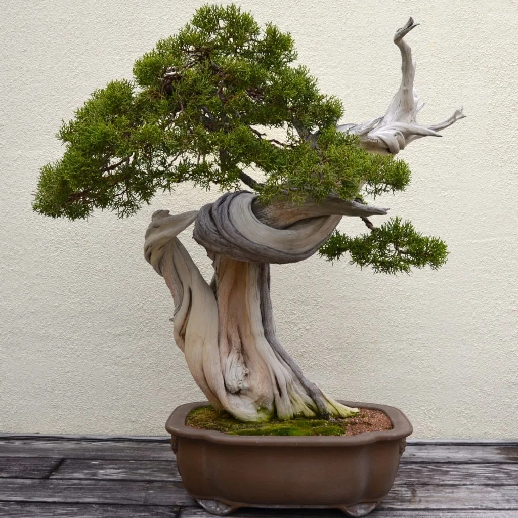 What Are Deadwood Bonsai Techniques? - Bonsai Tree Gardener