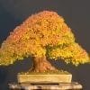 Deciduous Bonsai Tree