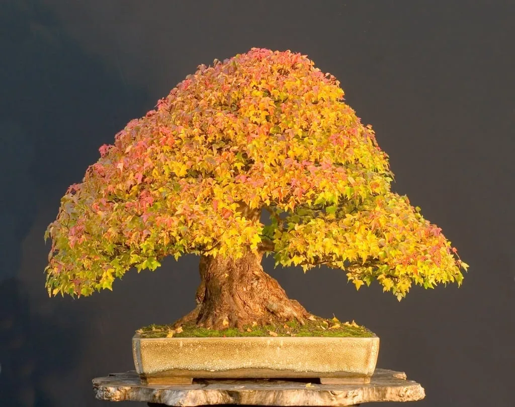 Deciduous Bonsai Trees - Bonsai Tree Gardener