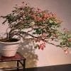 Displaying Bonsai Trees