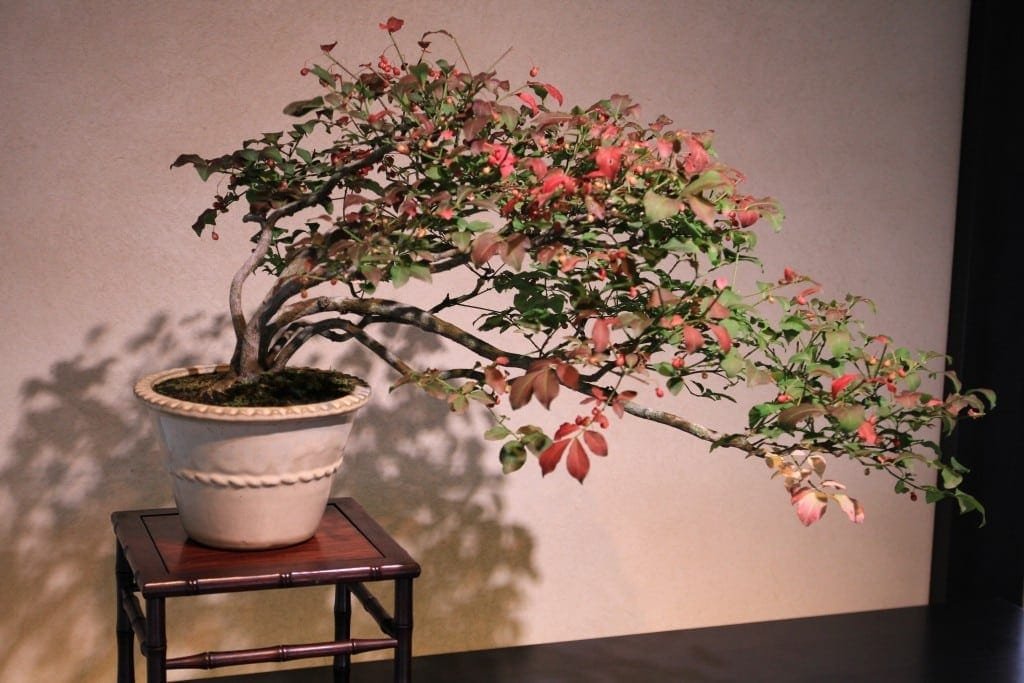 Displaying Bonsai Trees